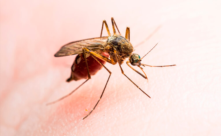 Fiebre amarilla enfermedad transmitida por mosquitos