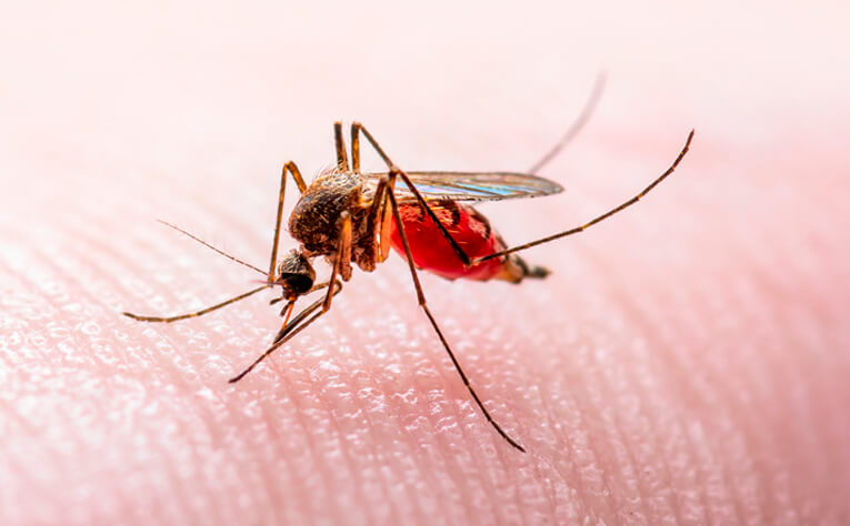 Virus del Nilo enfermedad transmitida por mosquitos
