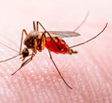 Mosquito Virus del Nilo